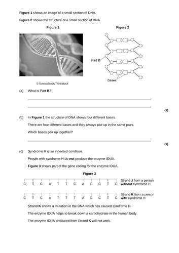 1.3 Essential Functions Of Dna Essay
