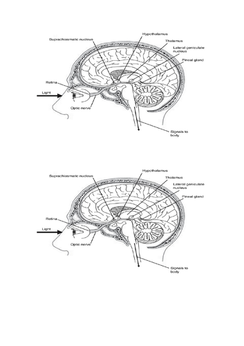 Sleep and dreams topic for Scottish Higher Psychology