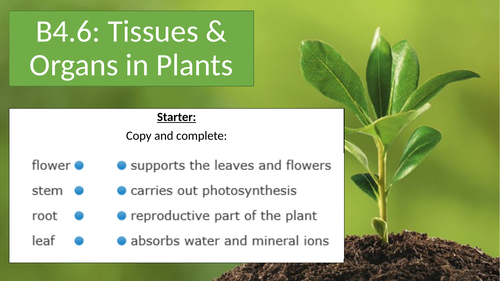 AQA NEW 9-1 Organizing Animals and Plants Plant Organs