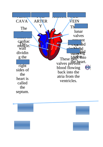 Year 10 AQA GCSE PE Heart Structure Revision sheet