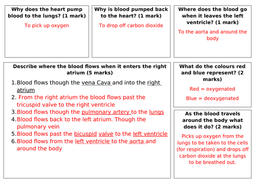 The circulatory system summary