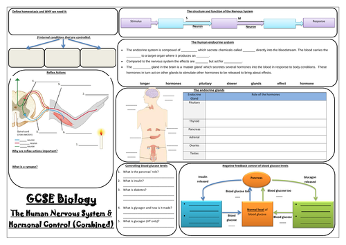 AQA GCSE Biology (9-1) - Paper 2 Revision Mats - Combined Sciences (Trilogy)