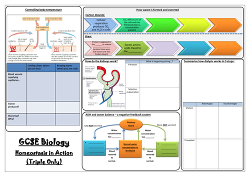 AQA GCSE Biology (9-1) - Paper 2 Revision Mats - Triple Sciences (Biology Only)