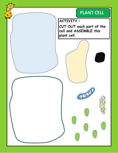 Plant cell - Organelles - Assemble Activity