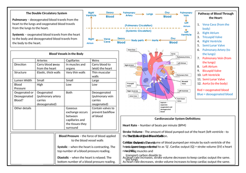 OCR GCSE PE Cardiovascular and Respiratory Systems Revision Sheet