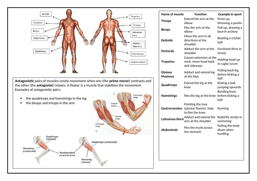 ocr-gcse-pe-muscular-system-revision-sheet-teaching-resources