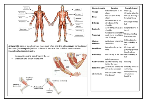 OCR GCSE PE Muscular System Revision Sheet
