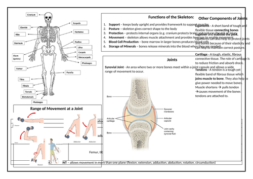 OCR GCSE PE Skeletal System Revision Sheet