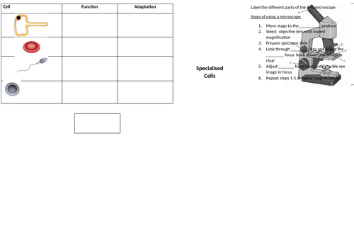 Cells Broadsheet Year 7