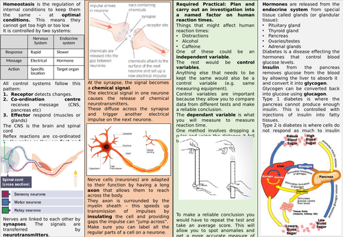 Homeostasis and Response Knowledge Organiser GCSE Biology AQA