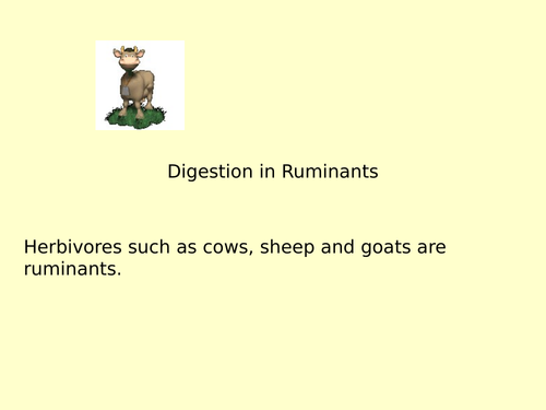 EDUQAS A-level biology Digestion in Ruminants