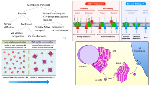 Transport across membranes, IB 1.4 Membrane transpor