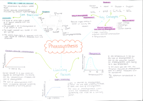 Photosynthesis mind map