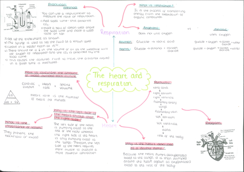 The heart and respiration mind map