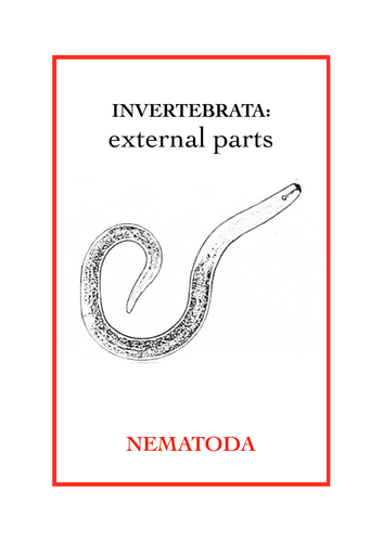 Invertebrata: External parts book 4 - Nematoda