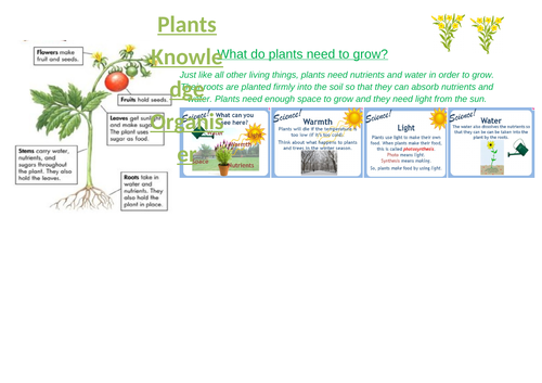 Plants Knowledge Organiser By Missklivesey Teaching Resources 7153