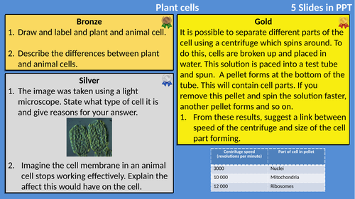 AQA Biology Cells Differentiated