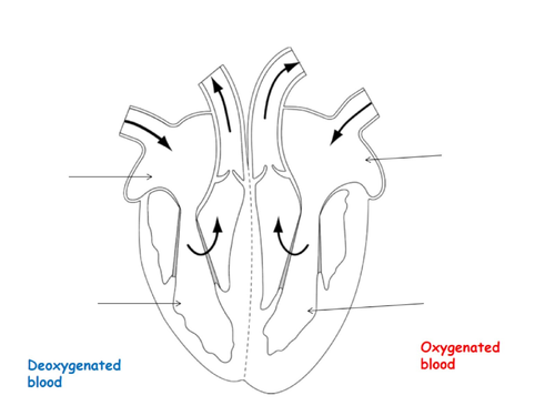 The Heart and CHD (disease and treatment)