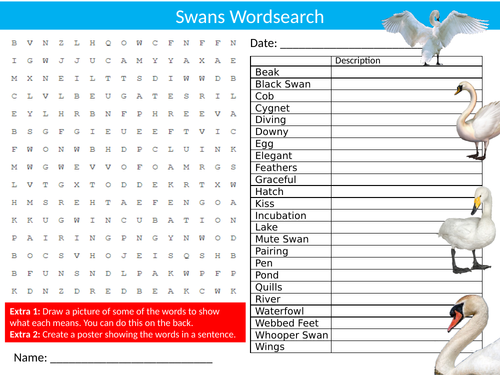 Swans Wordsearch Sheet Starter Activity Keywords Cover Homework Animals Birds Nature