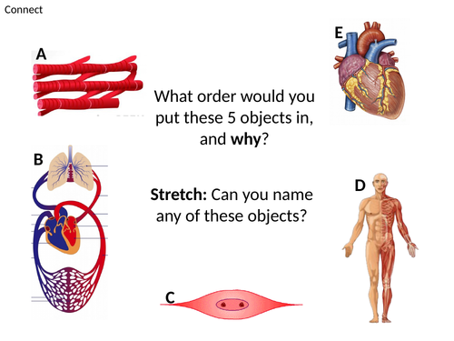 Levels of organisation. Activate 1 Cells, Tissues, Organs KS3 SEN ELC