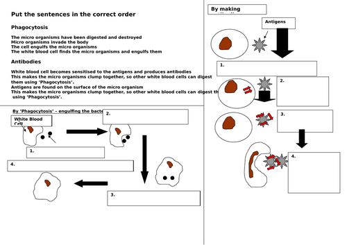 GCSE The immune system worksheet