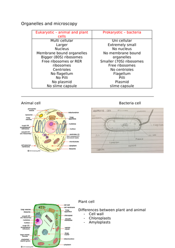 Edexcel A Level Biology A - Topic 2 Organelles, Genes, Mitosis & Cell Cycle