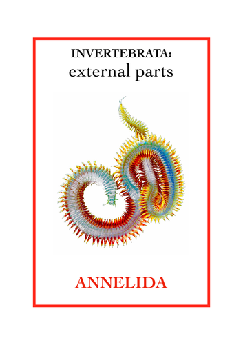 Invertebrata: External parts book 5 - Annelida