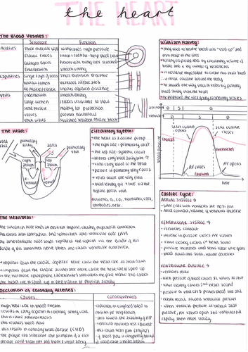 IB and A Level Biology Revision Posters