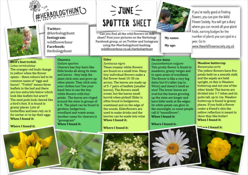 Wildflower spotter sheet for June