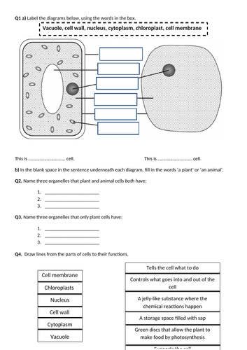 Plant And Animal Cells Worksheet Ks3 By Sciencedoctor Teaching Resources