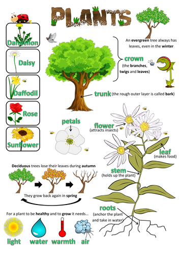 Year 1 Science Poster - Plants