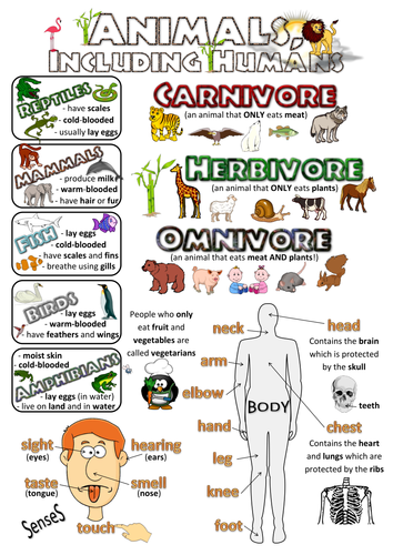 Year 1 Science Poster - Animals, including humans | Teaching Resources