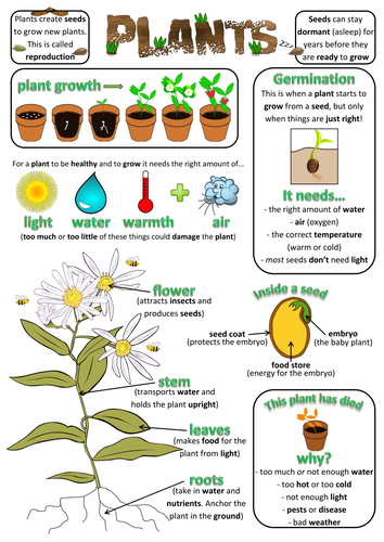 Year 2 Science Poster - Plants