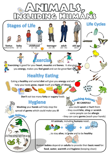 Year 2 Science Poster - Animals, including humans