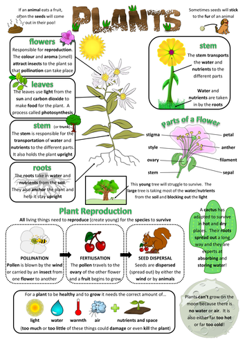 Plant Worksheets And Projects Primary Science Teaching Resources ǀ Tes