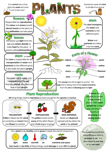 year 3 science poster plants teaching resources
