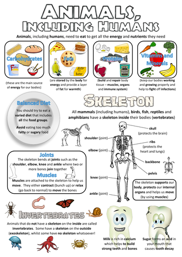 Year 3 Science Poster - Animals, including humans