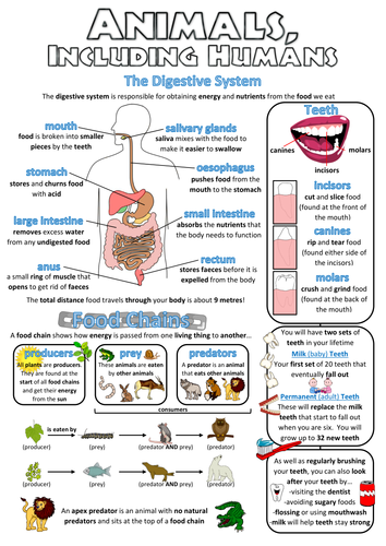 Year 4 Science Poster - Animals, including humans