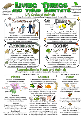 Year 5 Science Poster - Living things and their habitats