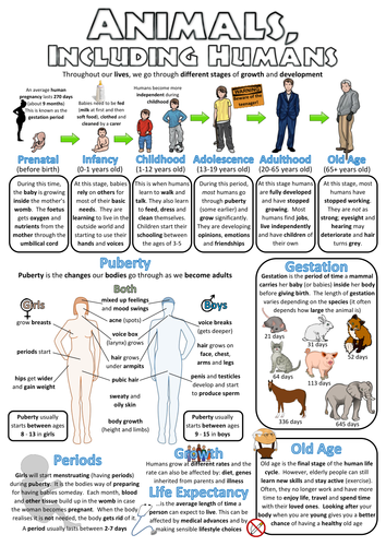 Year 5 Science Poster - Animals, including humans