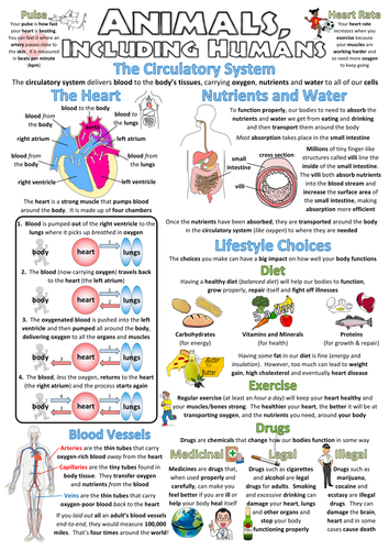 Year 6 Science Poster - Animals including humans