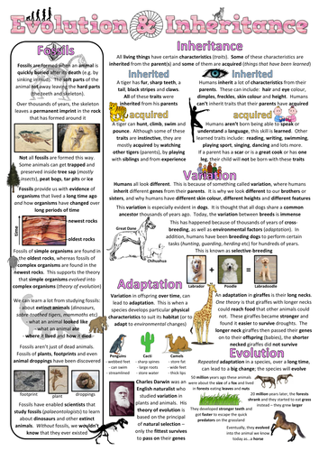 Year 6 Science Poster - Evolution and inheritance