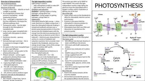 Photosynthesis crib sheet