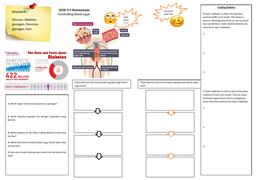 Biology GCSE 9-1 controlling sugar