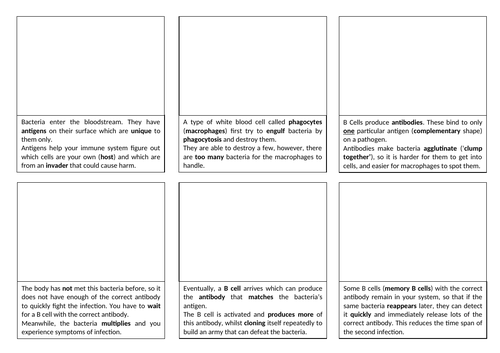 Immune Response Storyboard