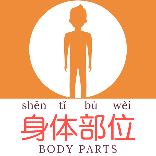 Body Parts (Mandarin Chinese) Flashcards & Word Mat - 岿λ