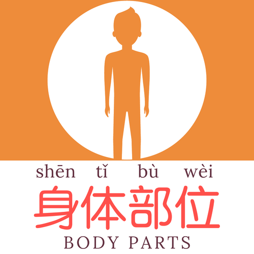 Body Parts (Mandarin Chinese) Flashcards & Word Mat - 身体部位