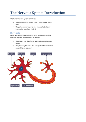 GCSE Biology The Nervous System and Reflex Arc Revision Notes and Presentation