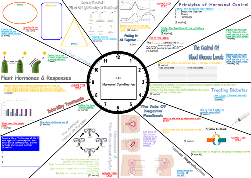 Revision Clock for AQA Trilogy Biology Hormonal Coordination Topic Inc. Separate Science Content