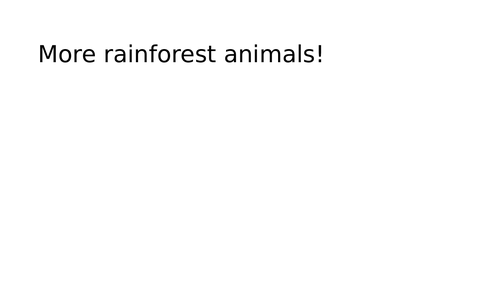 Rainforest animals 2